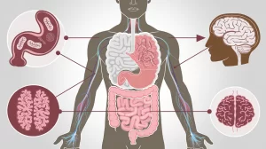 Gut-Brain Axis & Hair Growth